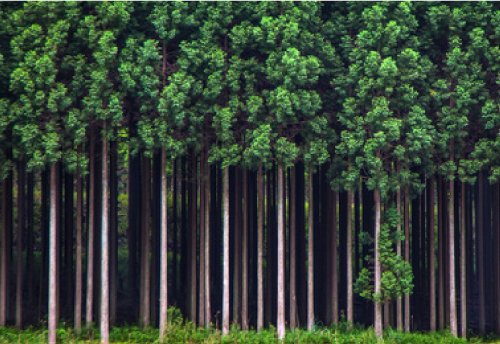 大分県森林再生機構の画像