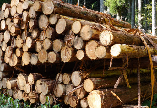 合法木材・木質バイオマス